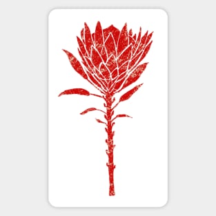 Print flower of protea Magnet